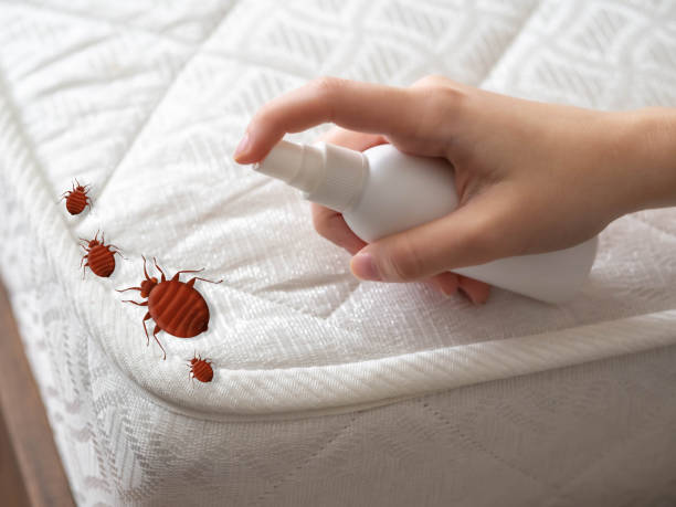 Best Wasp Removal Services  in Latta, SC