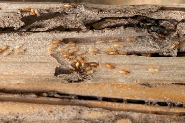 Best Wildlife Control Services  in Latta, SC